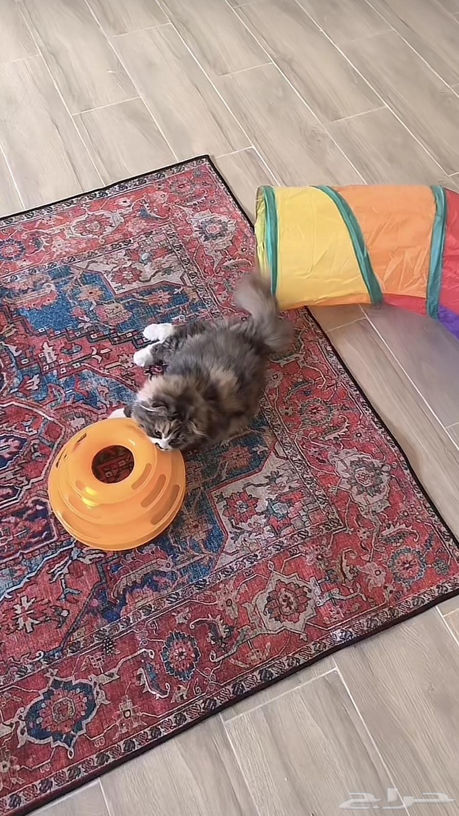 Cats' walnut63181015573761112