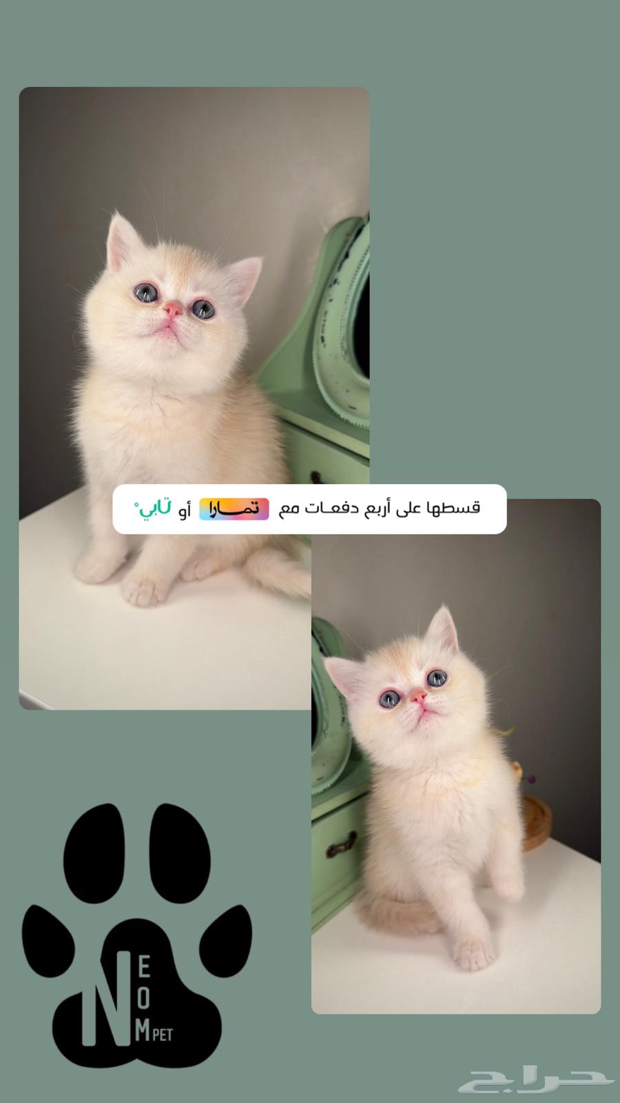 Small kittens for sale: Scottish, Shirazi, Himalayan, Ragdoll, Persian, Half Persian.63181506993154111