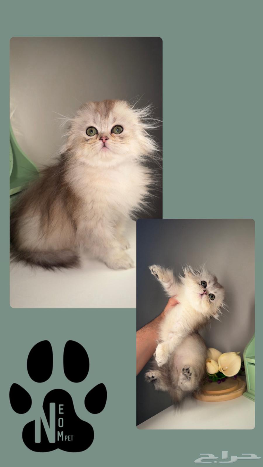 Small kittens for sale: Scottish, Shirazi, Himalayan, Ragdoll, Persian, Half Persian.63181506993154112