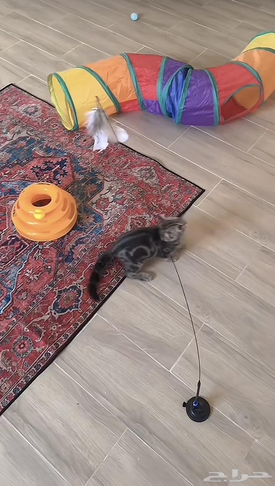 Cats' walnut63181015573761111