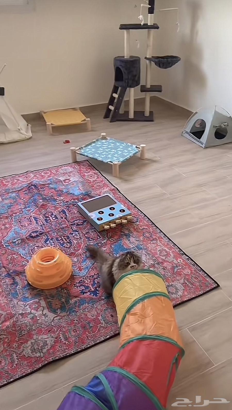 Cats' walnut63181015573761114