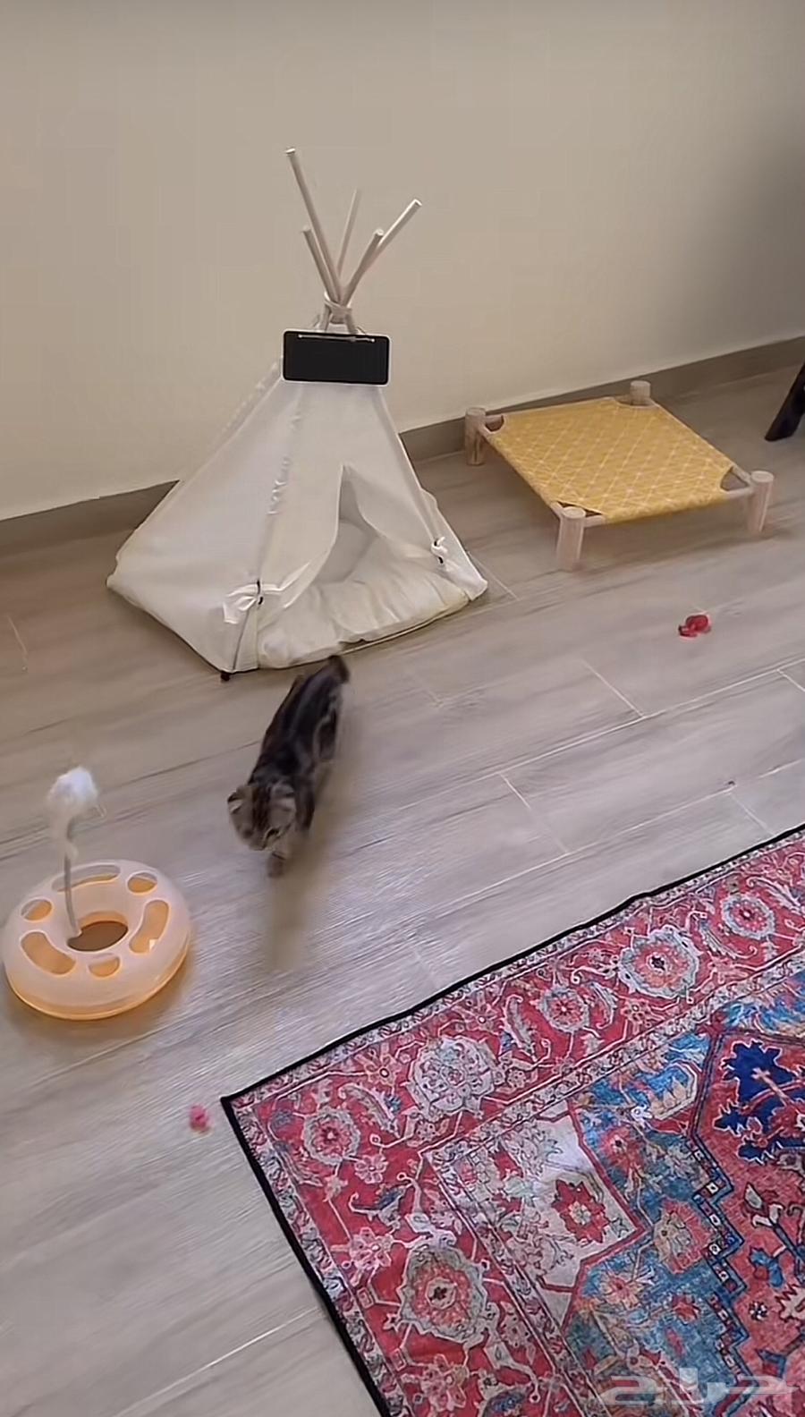 Cats' walnut63181015573761113