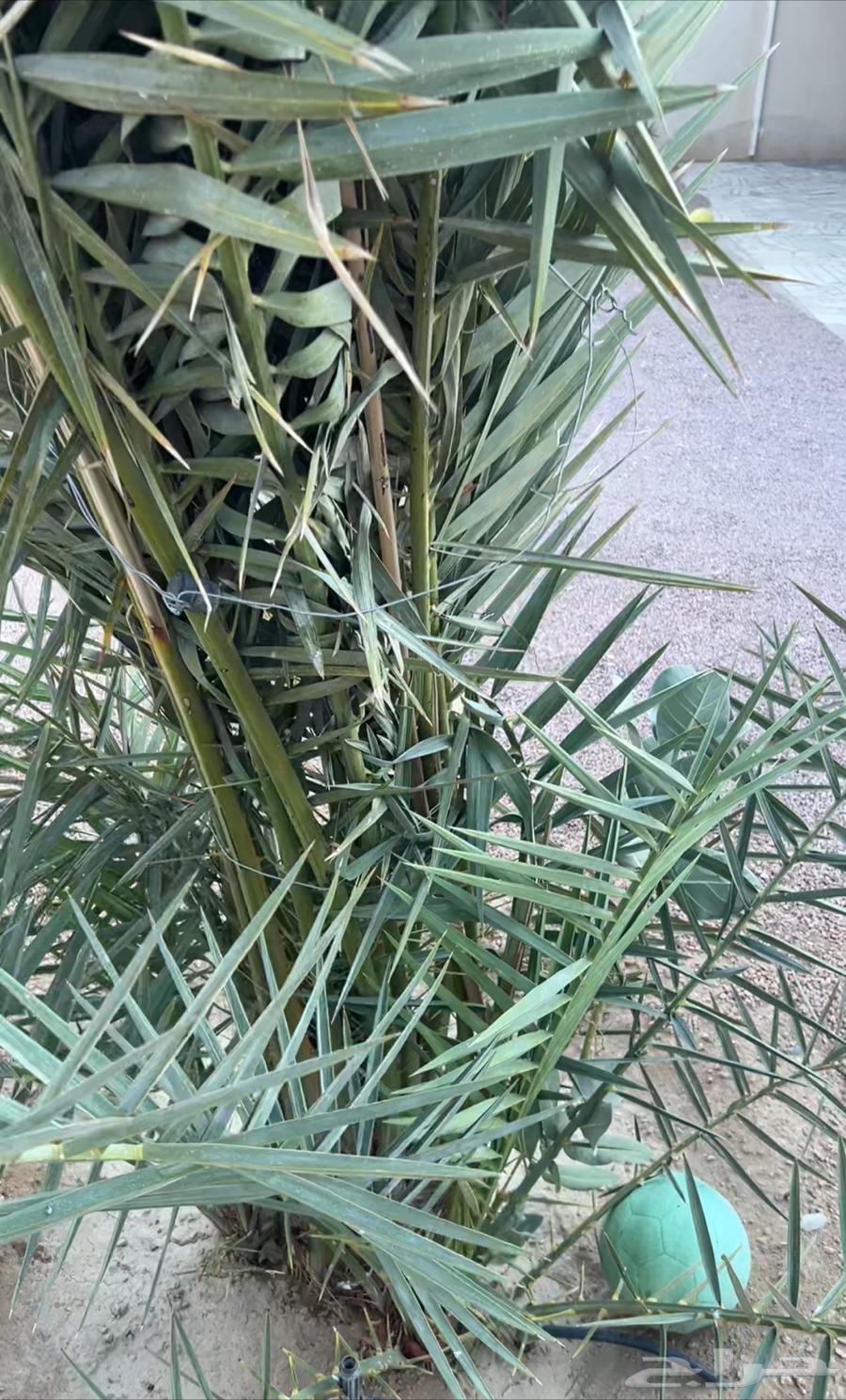 عندي 3 نخل للبيع63182978908290114