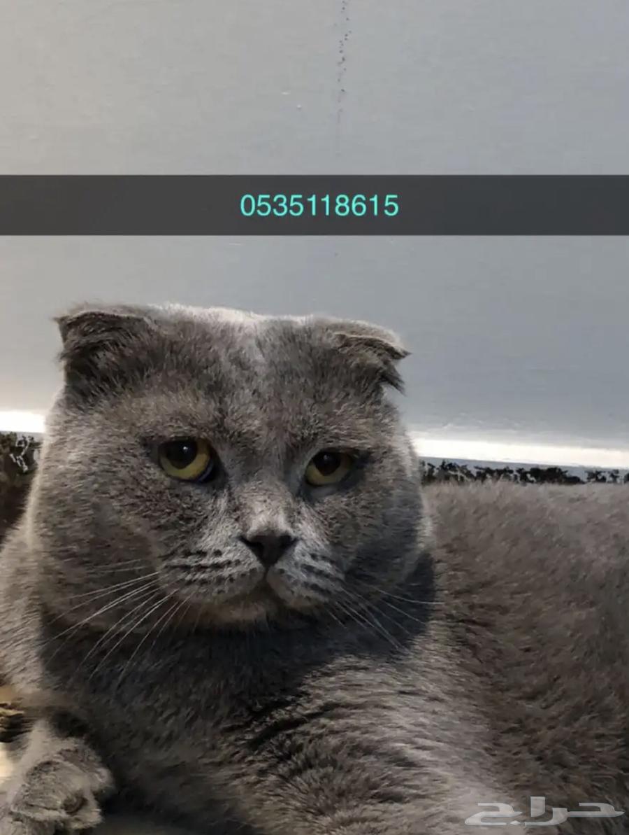 تزاوج قطط63182967993986111