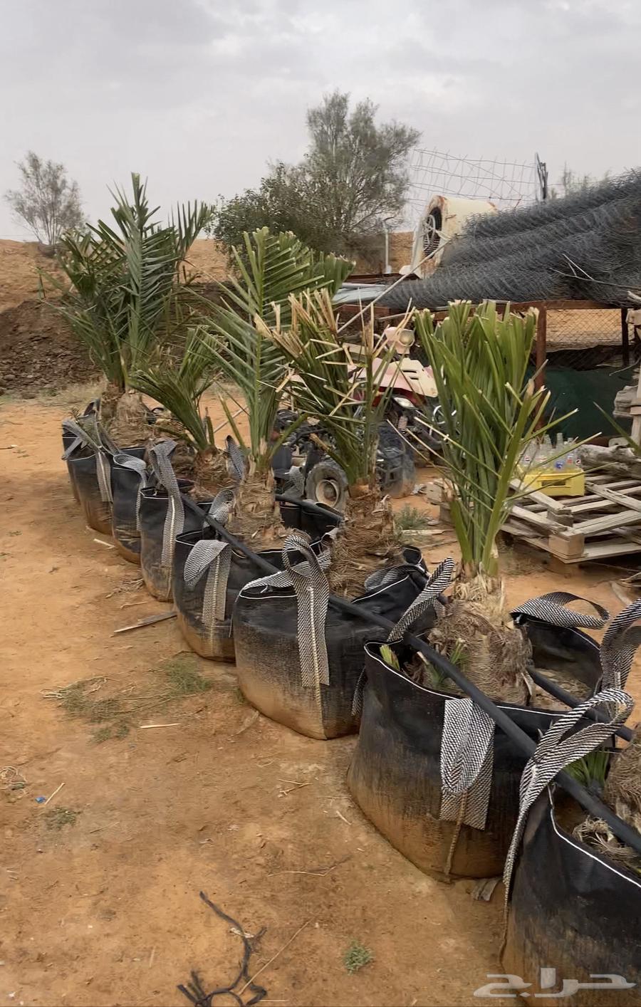 For sale: Sukari and Khudari dates from Al-Ghat63181986035586110
