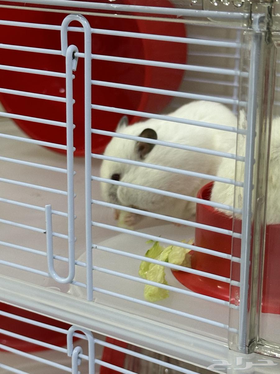 2 white hamsters, small cage, 3-level cage, 3 bags of wood shavings63182974980226114