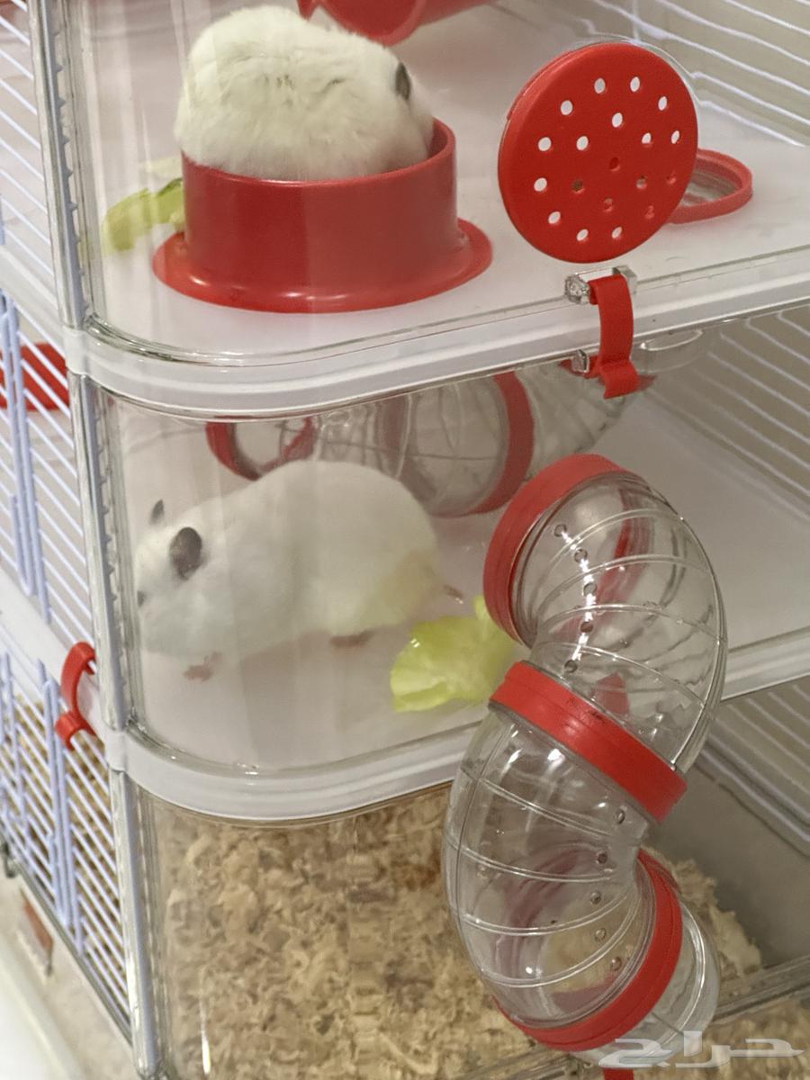 2 white hamsters, small cage, 3-level cage, 3 bags of wood shavings63182974980226113