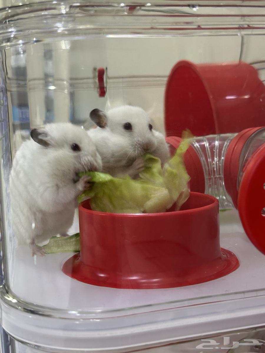 2 white hamsters, small cage, 3-level cage, 3 bags of wood shavings63182974980226112