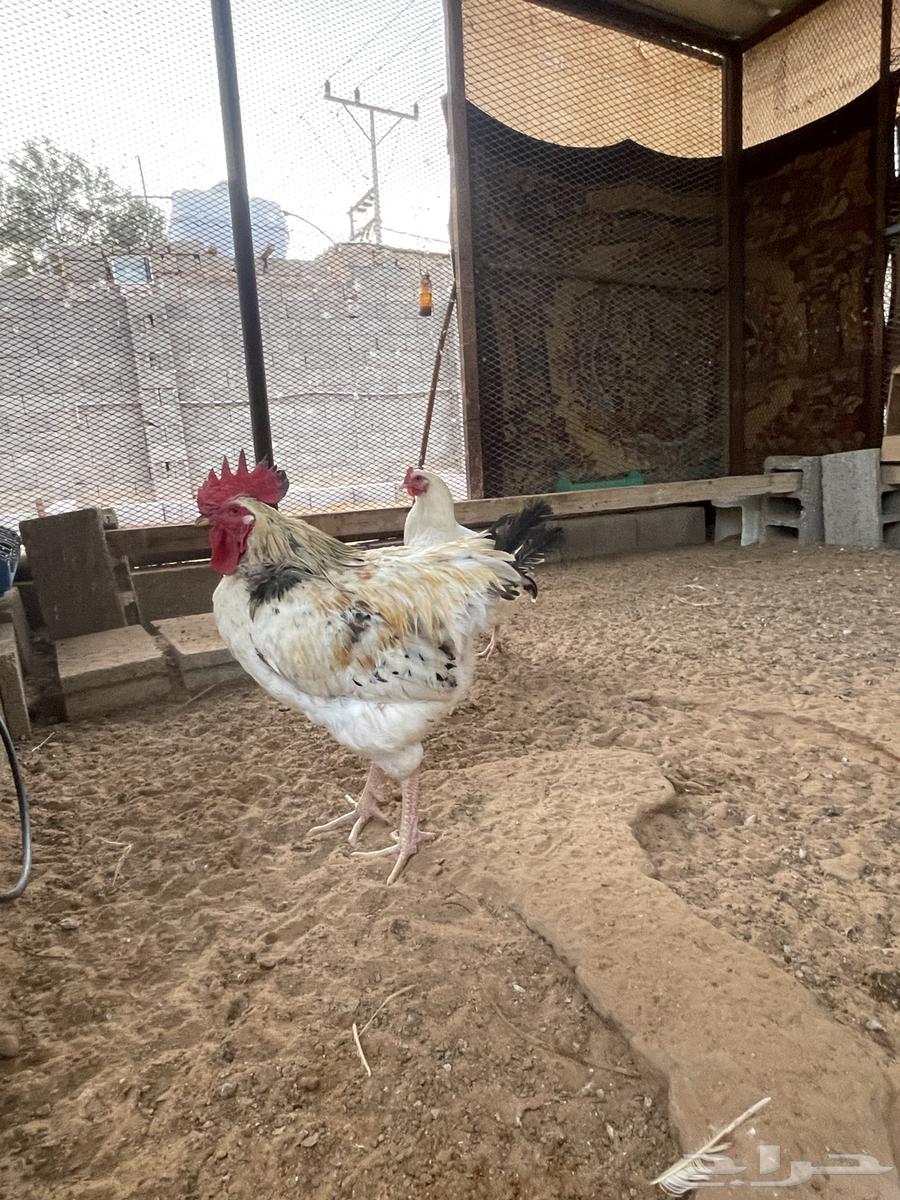 دجاج لوهمان63183957406467112