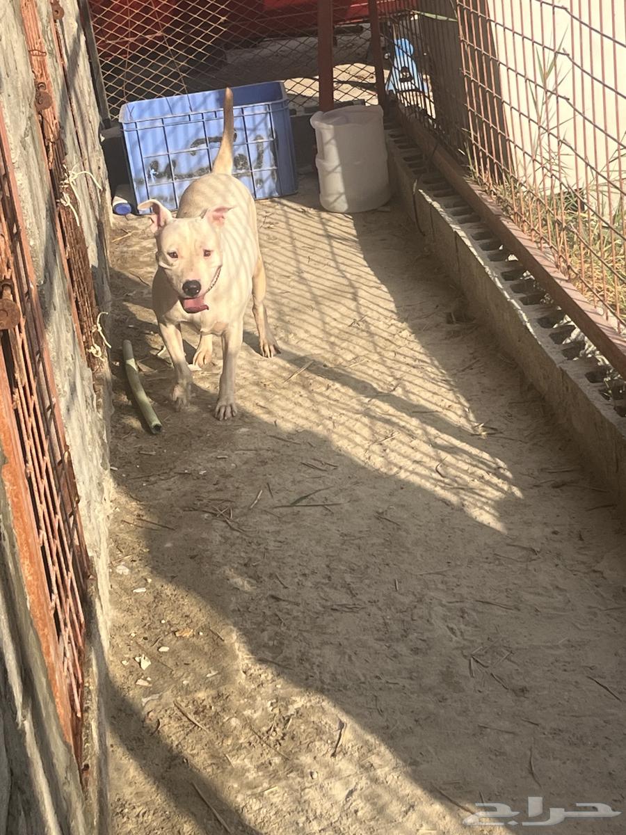 For sale, female Pitbull, high quality63181993646979111