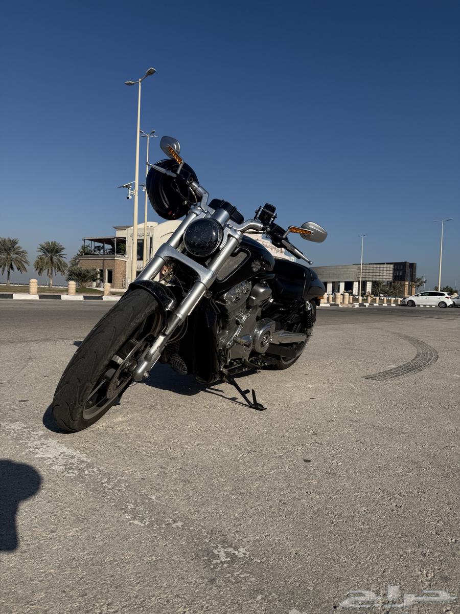 Harley - in the road - 201563279992238210114