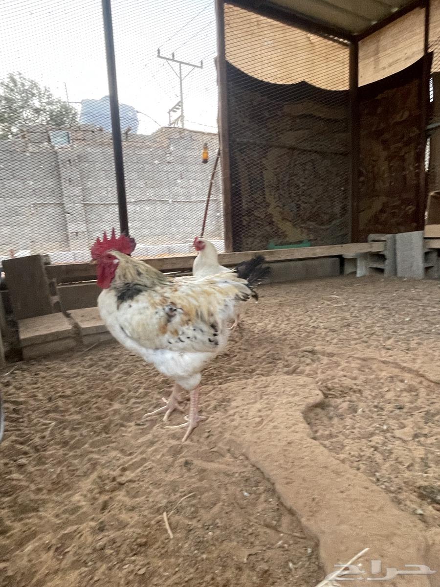 دجاج لوهمان63183957406467113