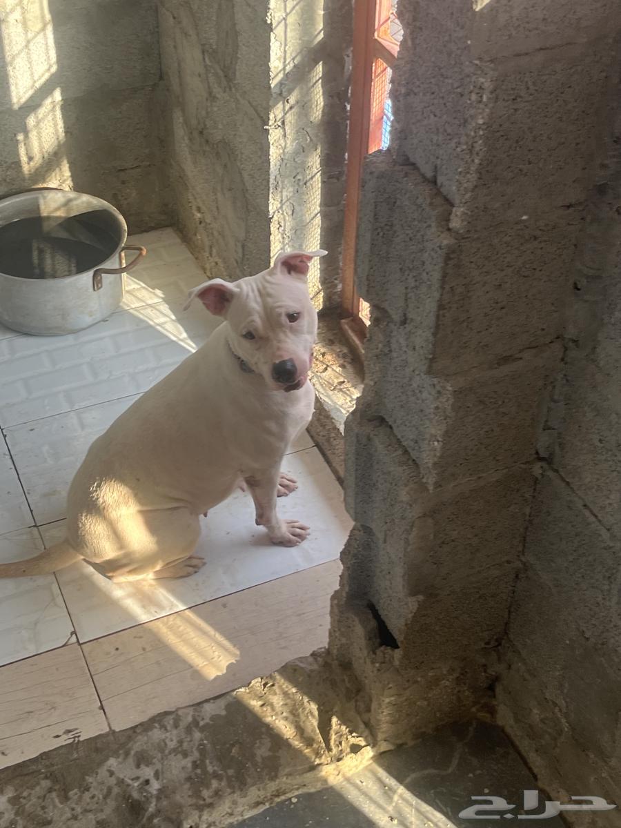 For sale, female Pitbull, high quality631819936469791114
