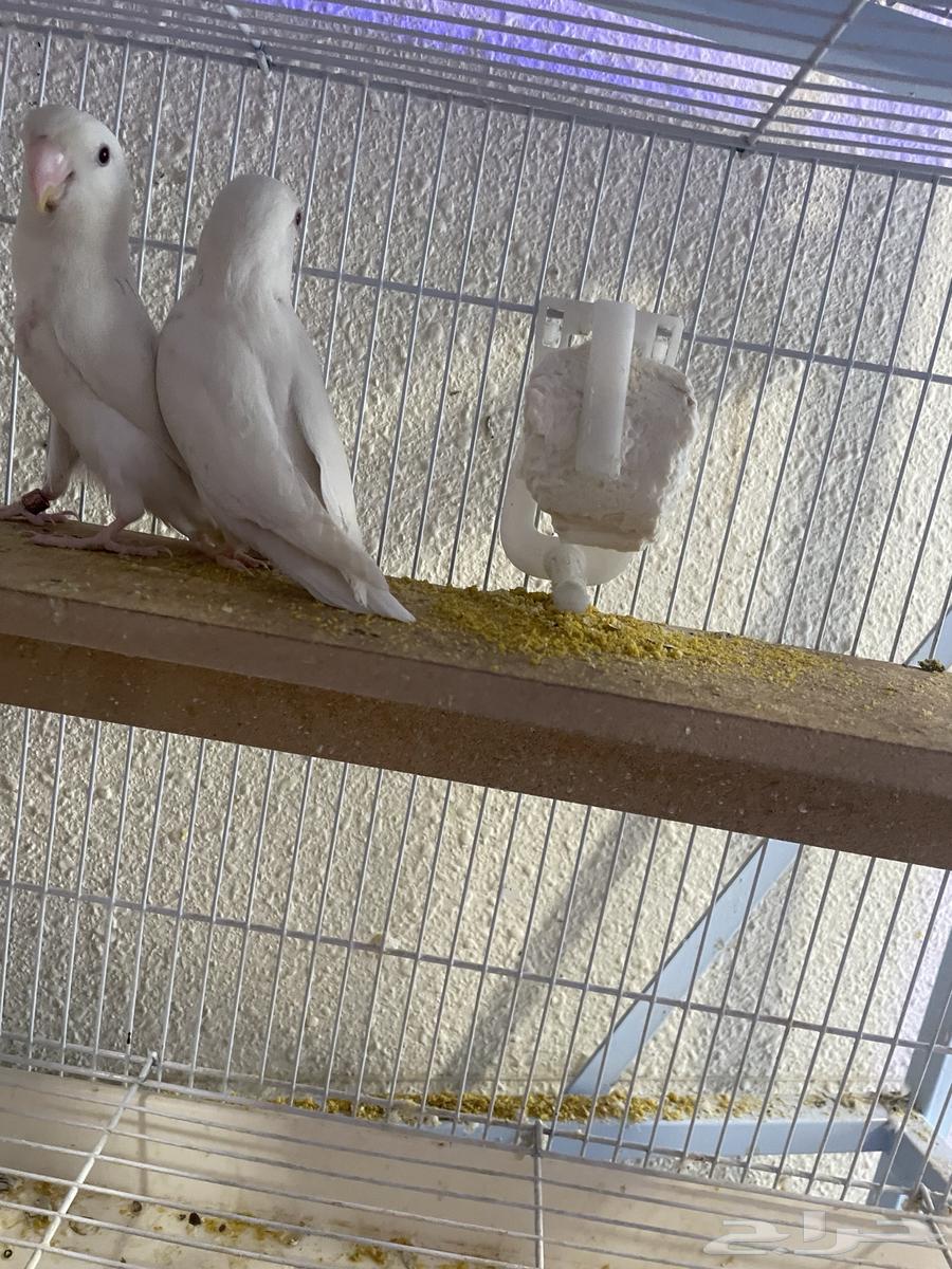 Joez rooz ma3 frkh albino63009300651521111