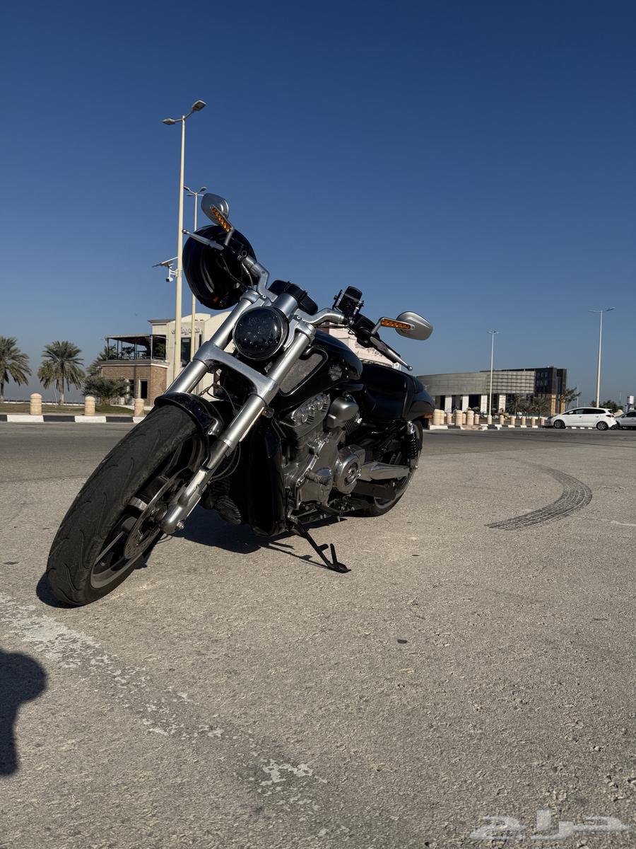Harley - in the road - 201563279992238210113