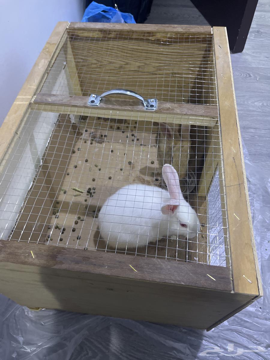 Rabbits for sale63181018830979111