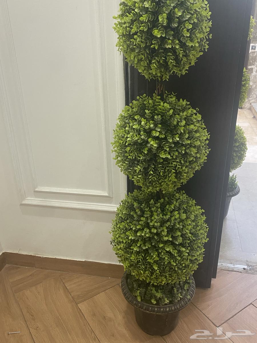 Tree63184971651585112