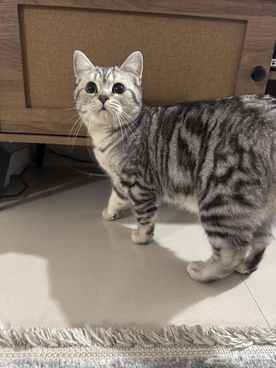 Scottish cat for sale63181526341762110