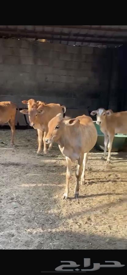 عجول بلدية حسلان لبانية للبيع63183961920643111