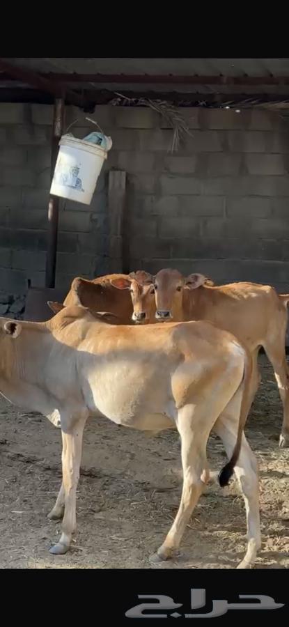 عجول بلدية حسلان لبانية للبيع63183961920643112