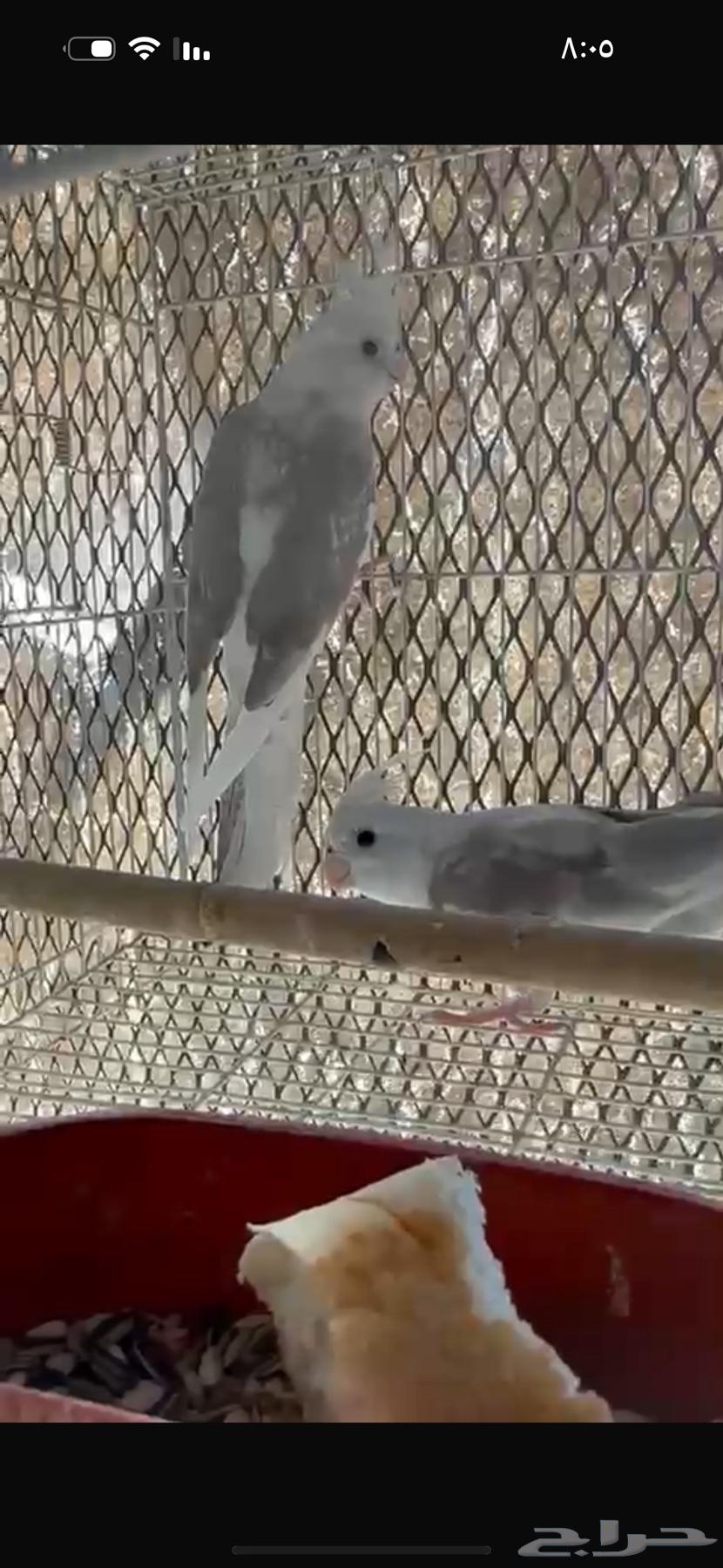 للبيع طيور كروان غر تم البيع63183481467394113