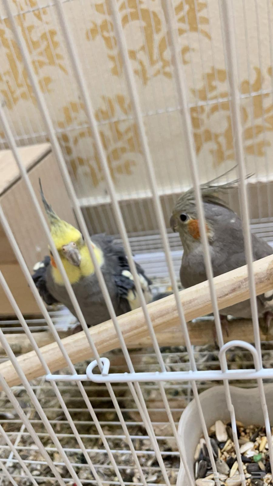 Urgently selling a breeding rooster. 350 SAR63180083404930119