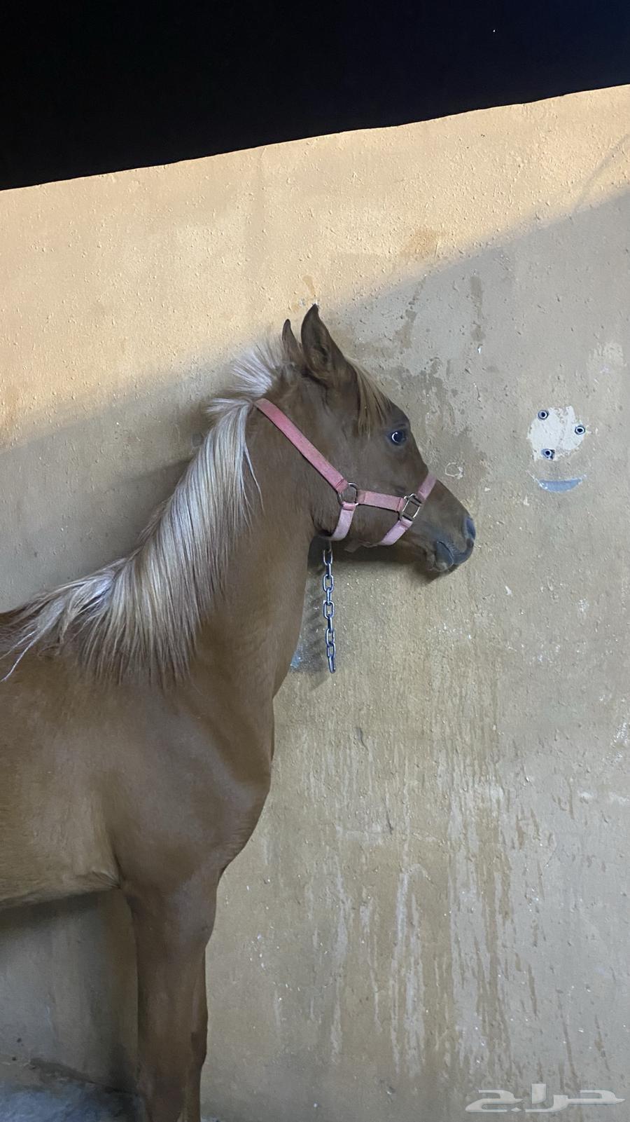 For sale: a mare and a camel, and the sale is popular. The sale has been completed.63179111444610111