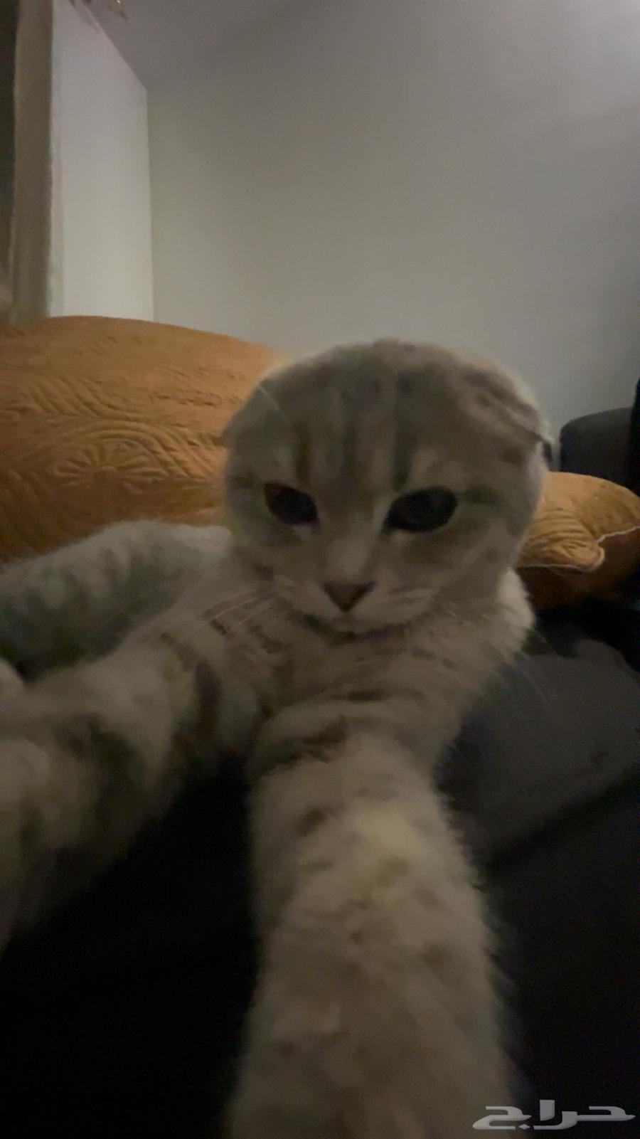 A Scottish cat for sale63180079074946113