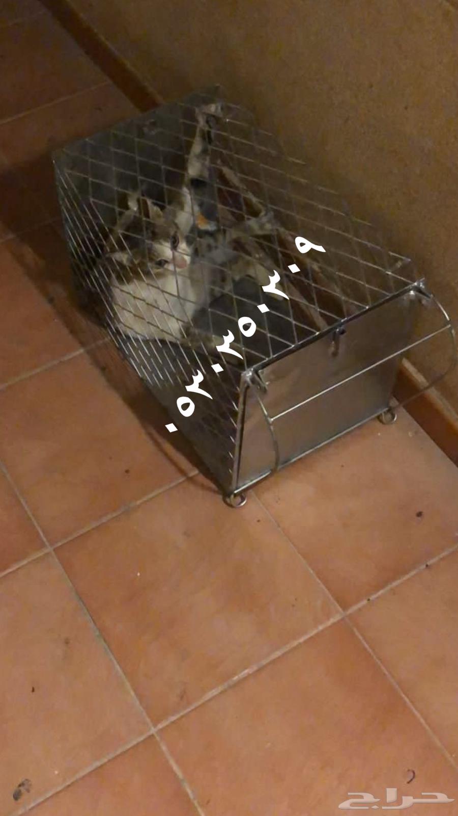Cat trap631791001646101114