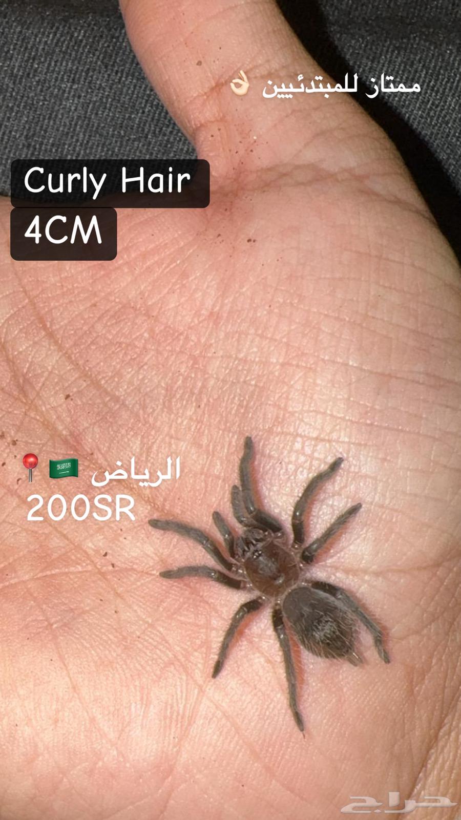 Tarantula - Spider63302885162626114