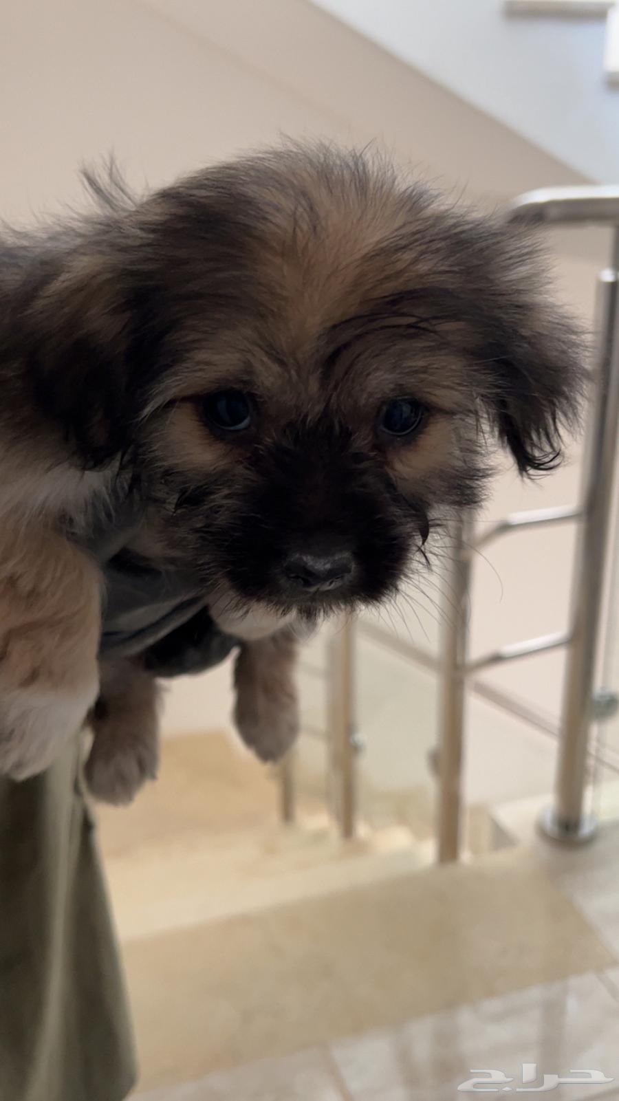 Two Maltese dogs for sale63180086932099111
