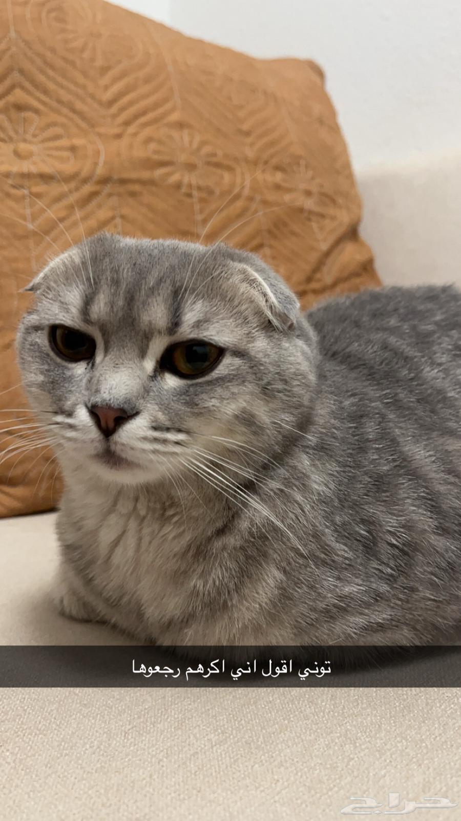 A Scottish cat for sale63180079074946111