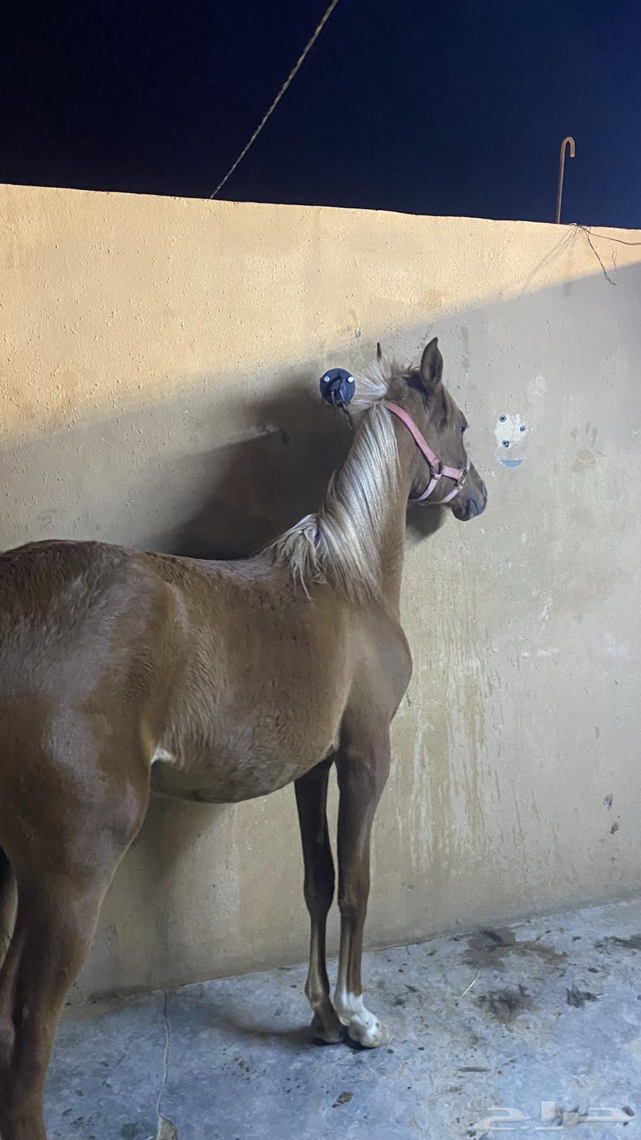 For sale: a mare and a camel, and the sale is popular. The sale has been completed.63179111444610112