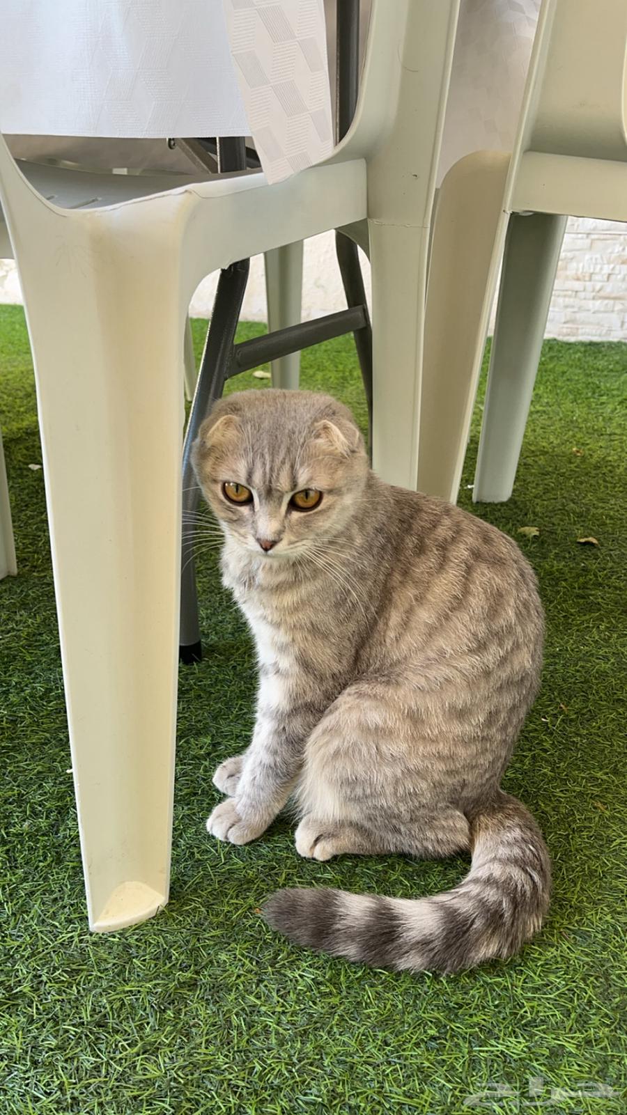 A Scottish cat for sale631800790749461111