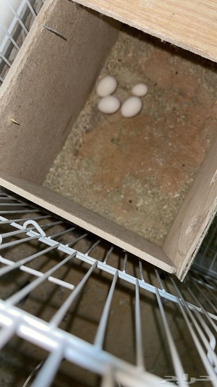 Urgently selling a breeding rooster. 350 SAR63180083404930111