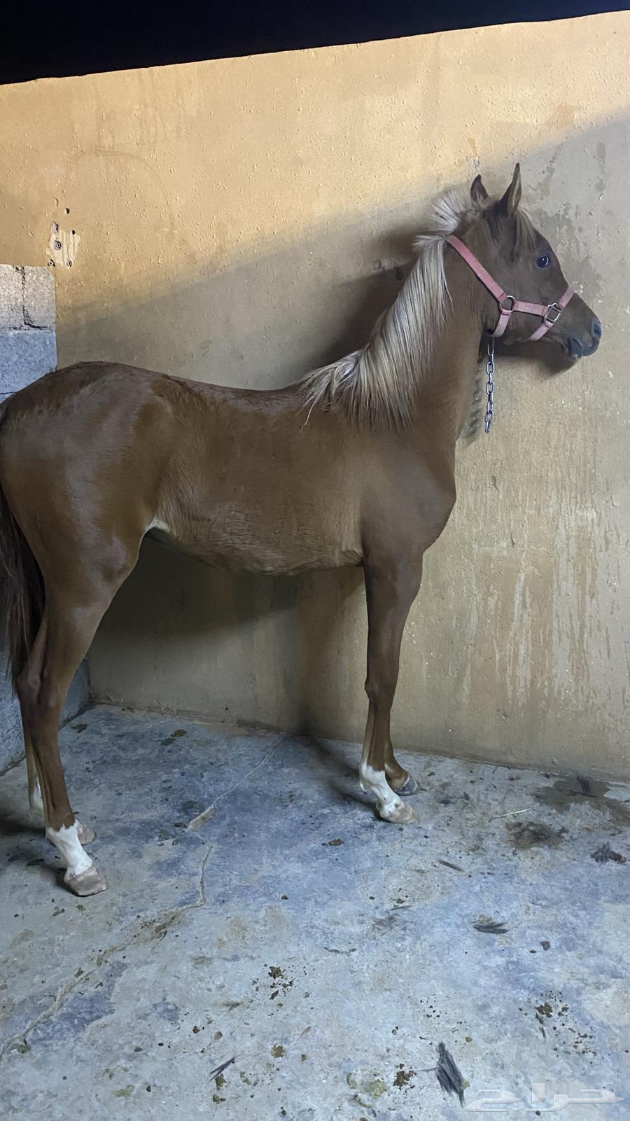 For sale: a mare and a camel, and the sale is popular. The sale has been completed.63179111444610113