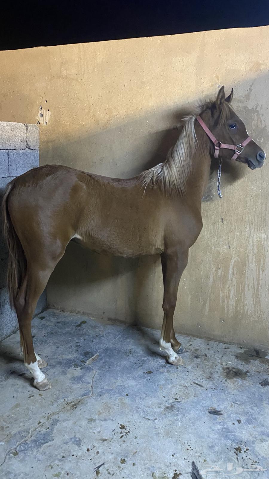 For sale: a mare and a camel, and the sale is popular. The sale has been completed.631791114446101119