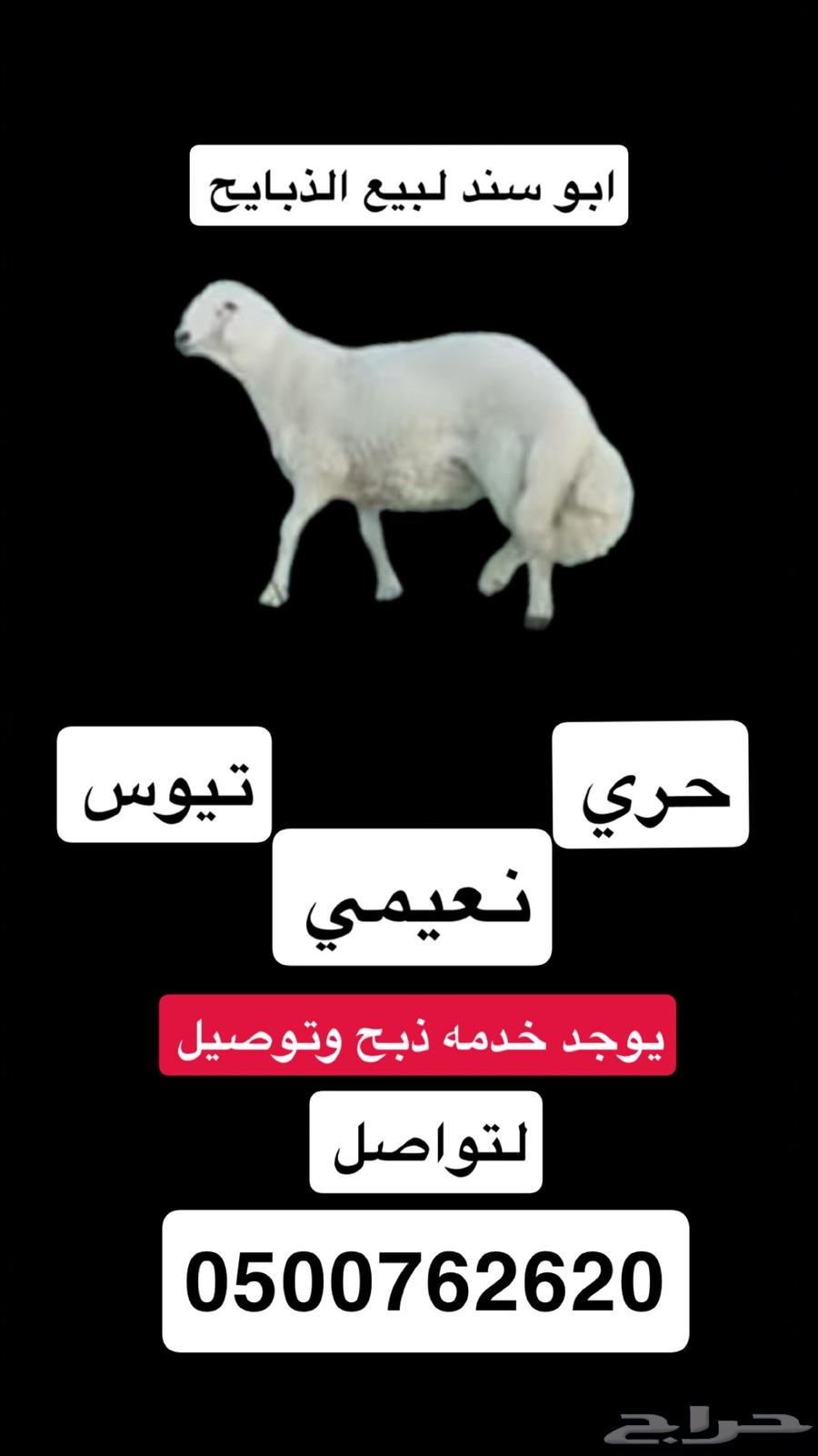 Abu Sand for slaughter632408766644501126