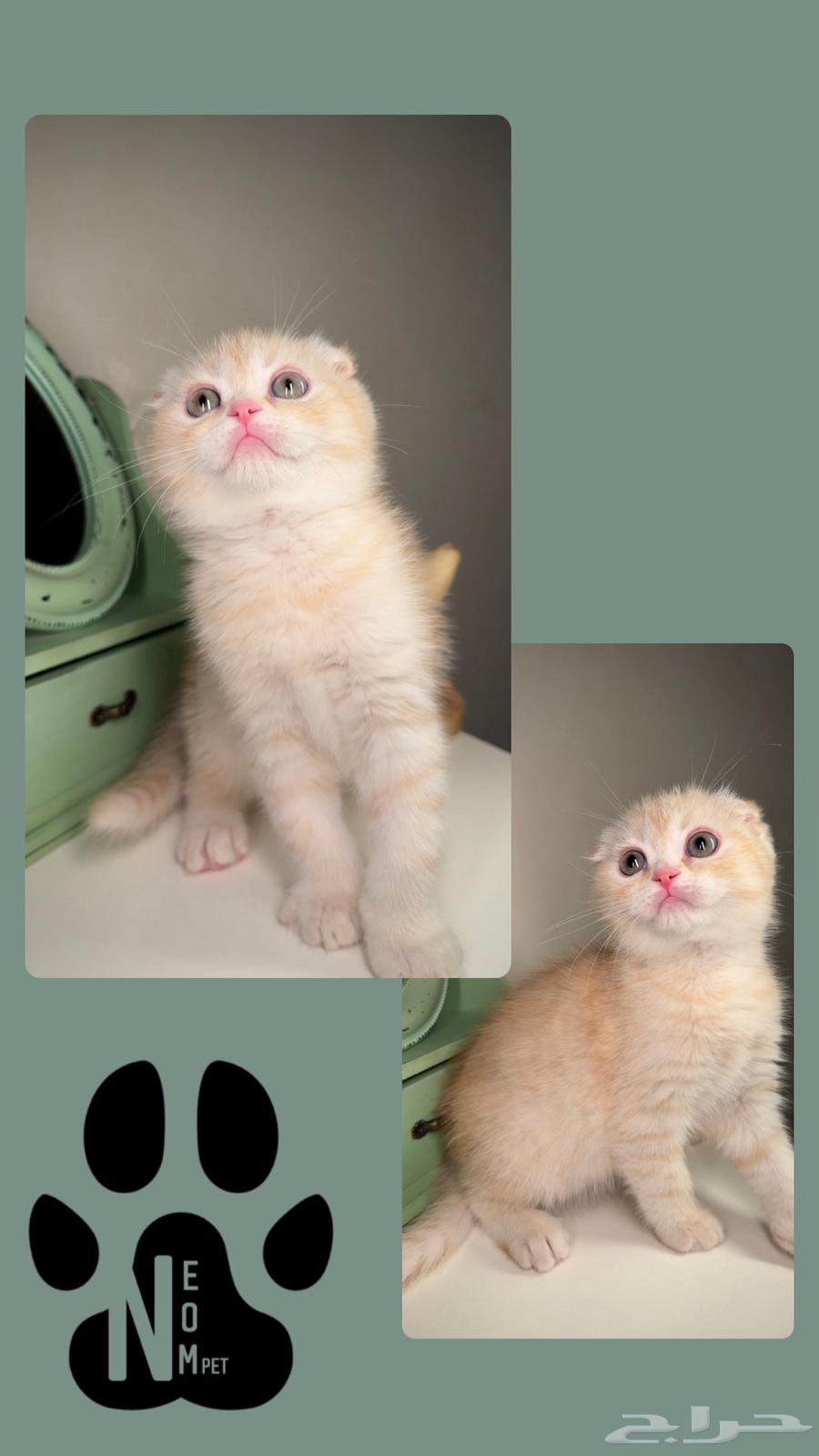 Kittens for sale: Scottish Fold, Street, Shirazi, Himalayan, female and male cats.63180094607618111