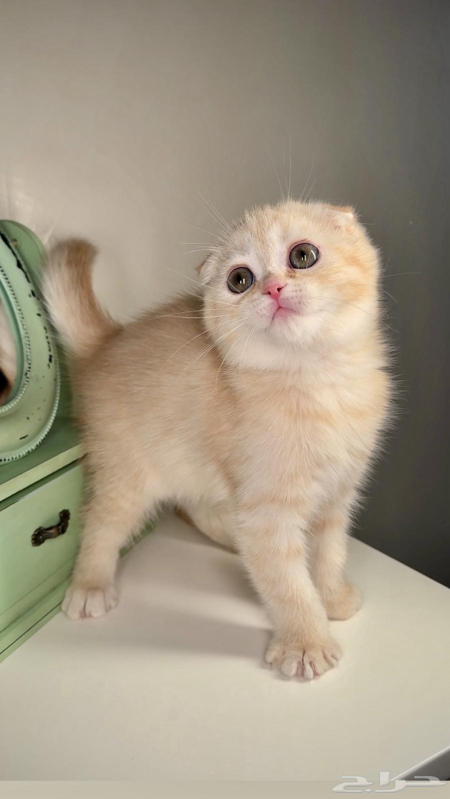 Kittens for sale: Scottish Fold, Street, Shirazi, Himalayan, female and male cats.631800946076181110