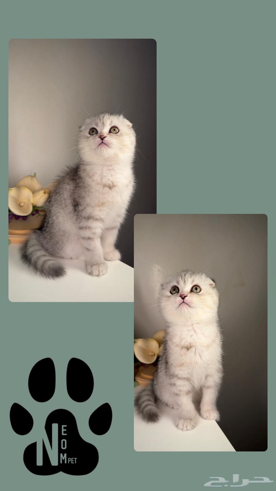 Kittens for sale: Scottish Fold, Street, Shirazi, Himalayan, female and male cats.63180094607618112