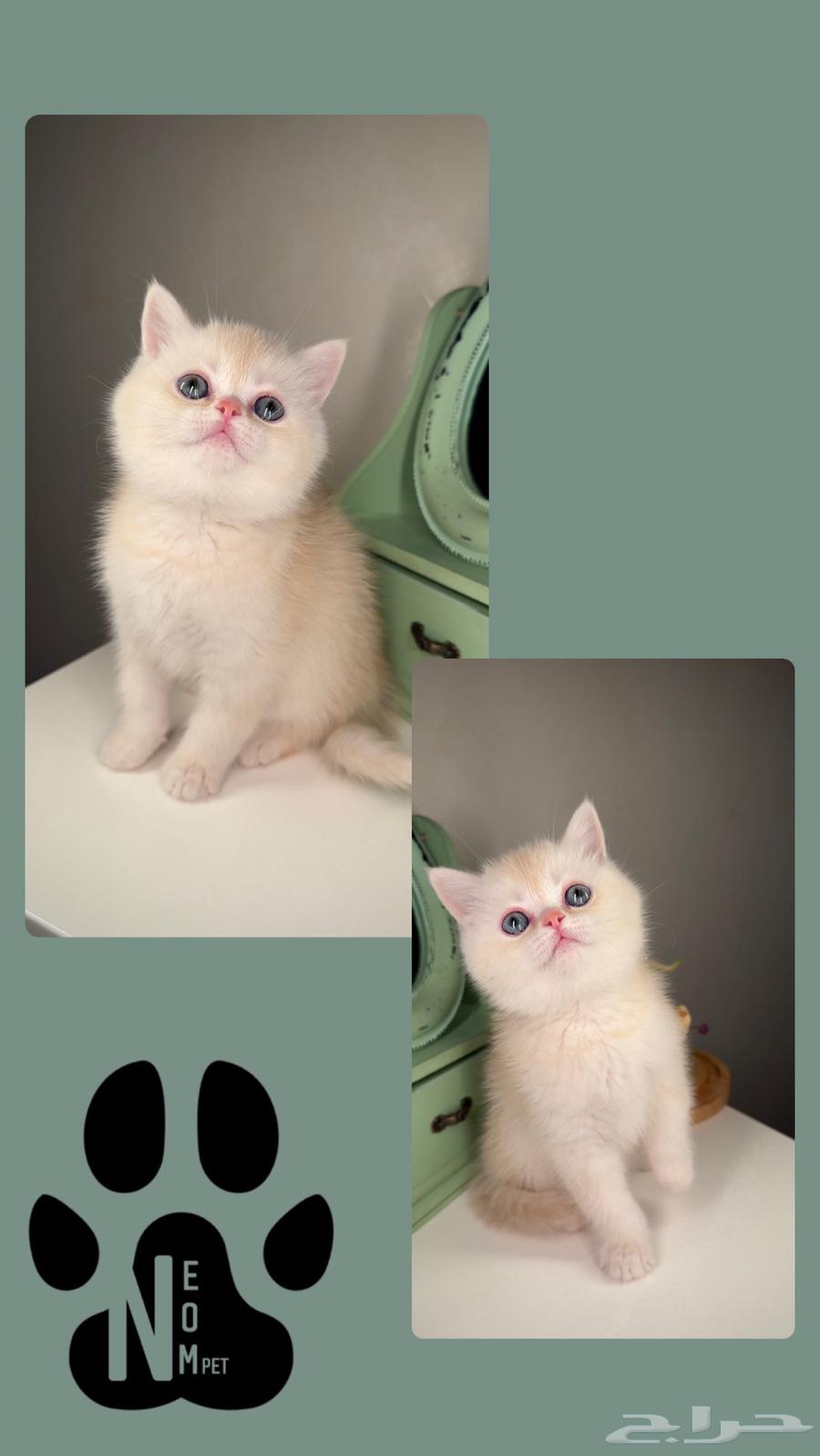 Kittens for sale: Scottish Fold, Street, Shirazi, Himalayan, female and male cats.63180094607618114