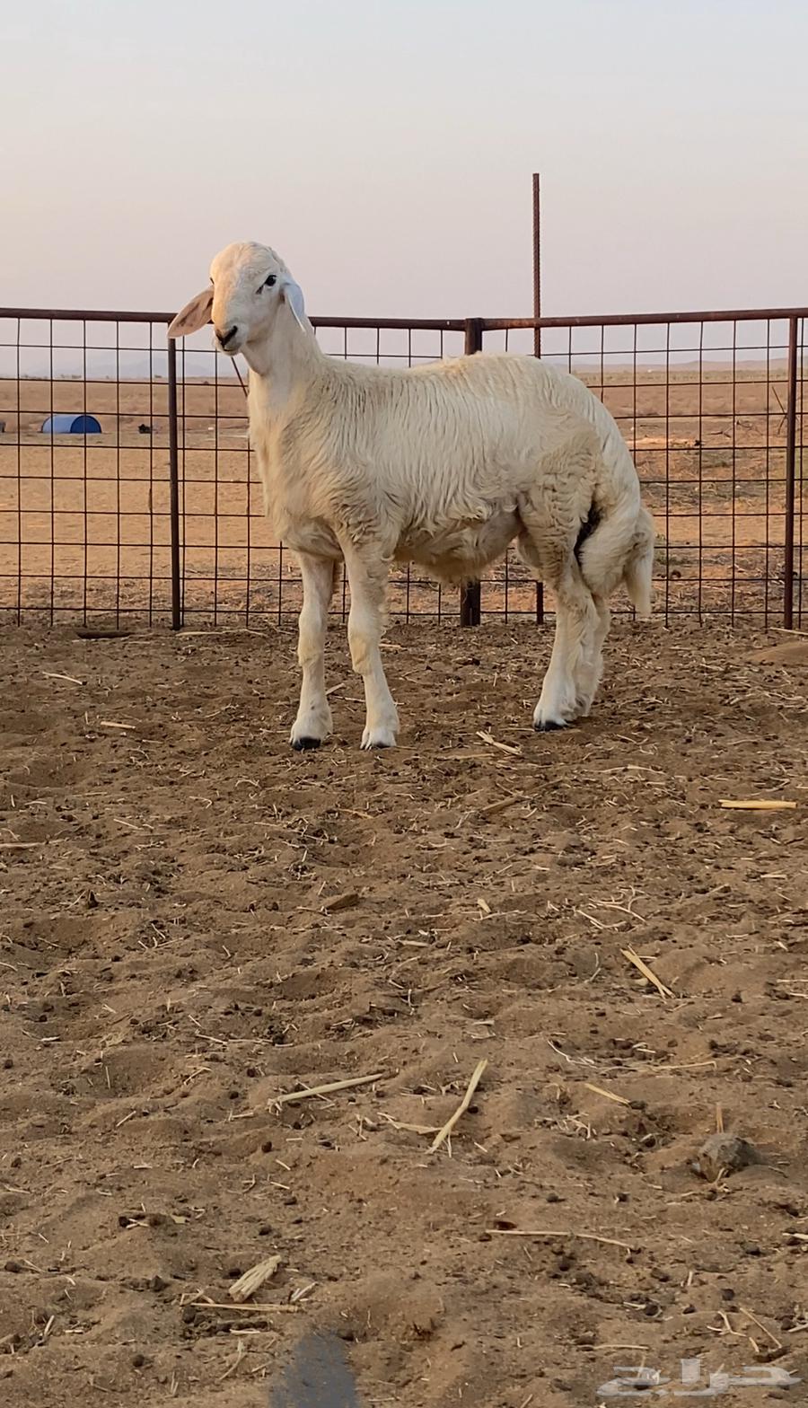 Project stallion class (sold)63179588199171110