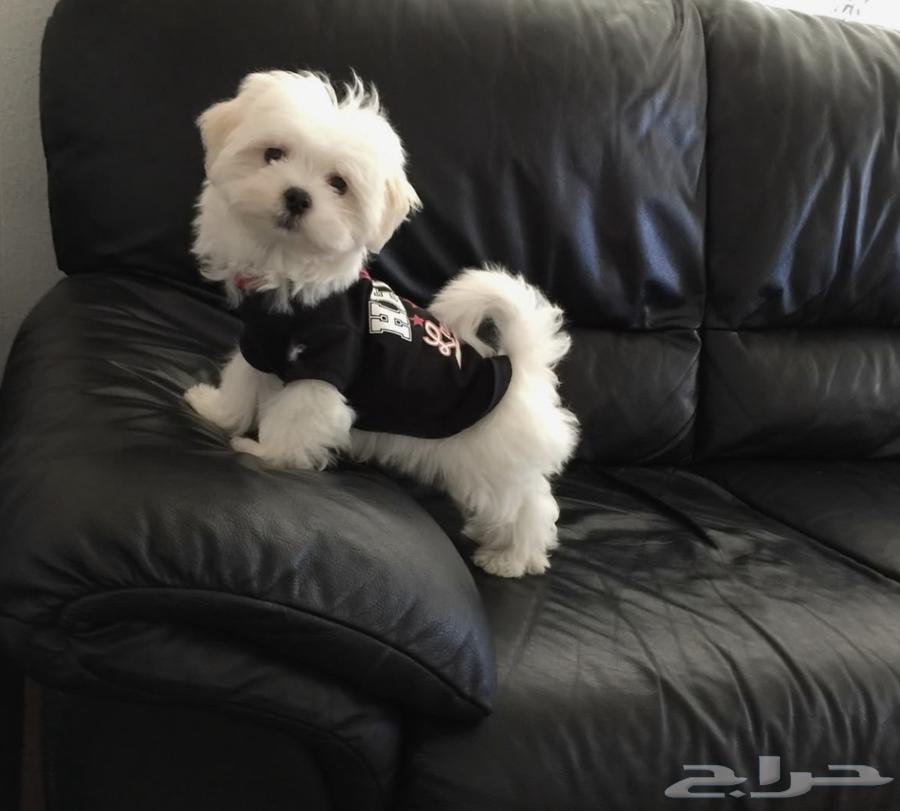 Two Maltese dogs for sale63180086932099112