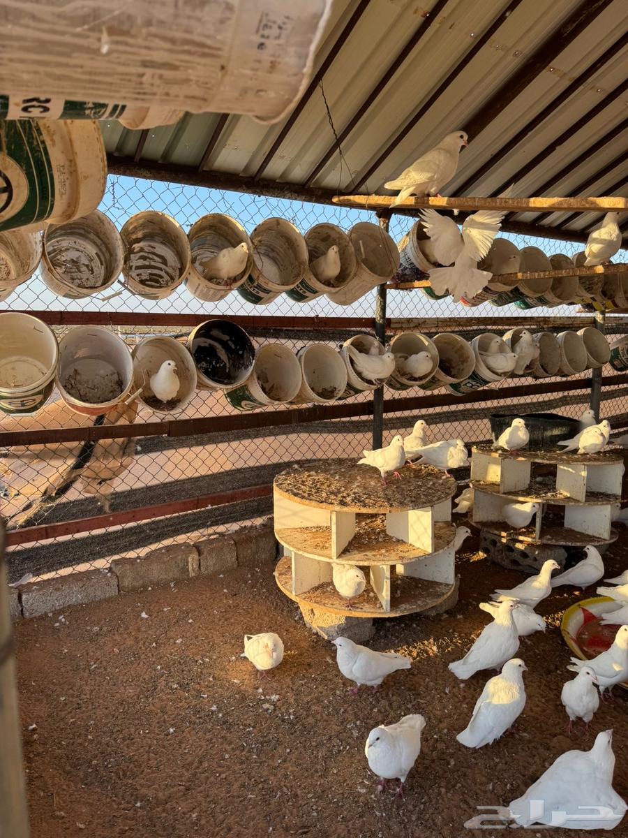 For sale: a pigeon coop with more than 150 pairs, including all its equipment.631791315065631115