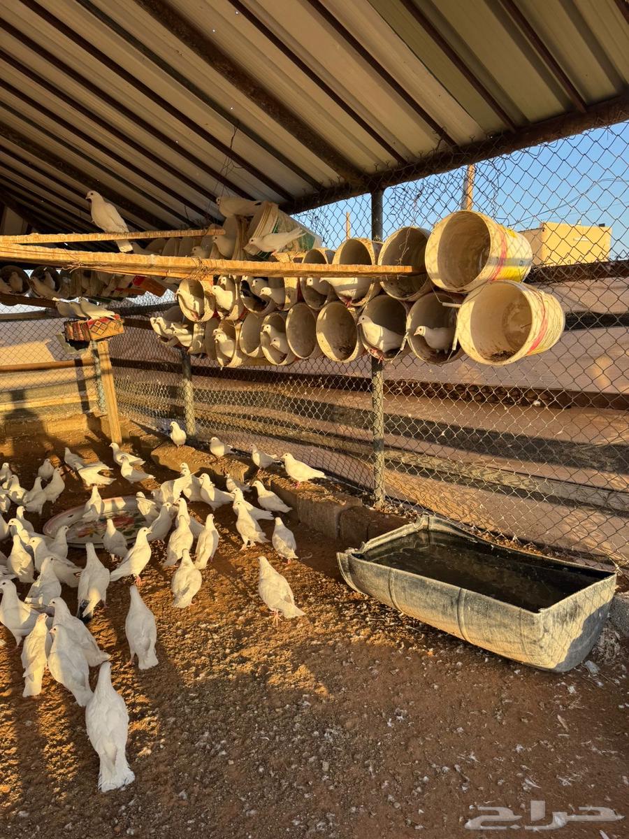 For sale: a pigeon coop with more than 150 pairs, including all its equipment.63179131506563112