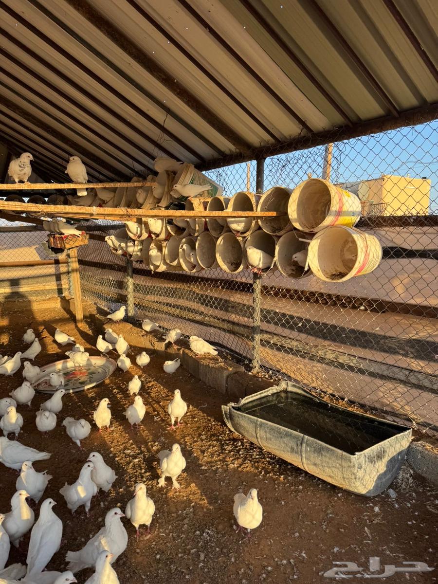 For sale: a pigeon coop with more than 150 pairs, including all its equipment.63179131506563111