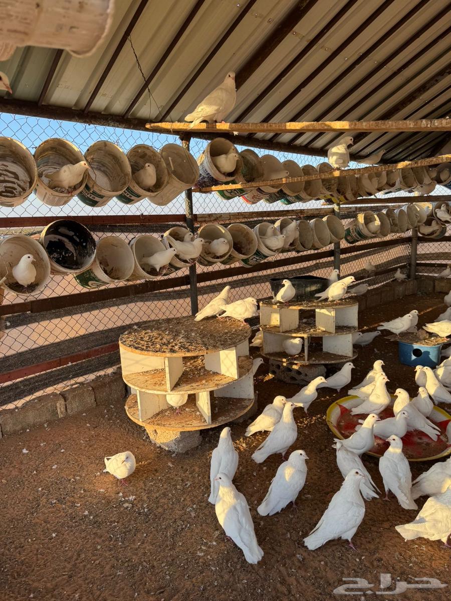 For sale: a pigeon coop with more than 150 pairs, including all its equipment.63179131506563114