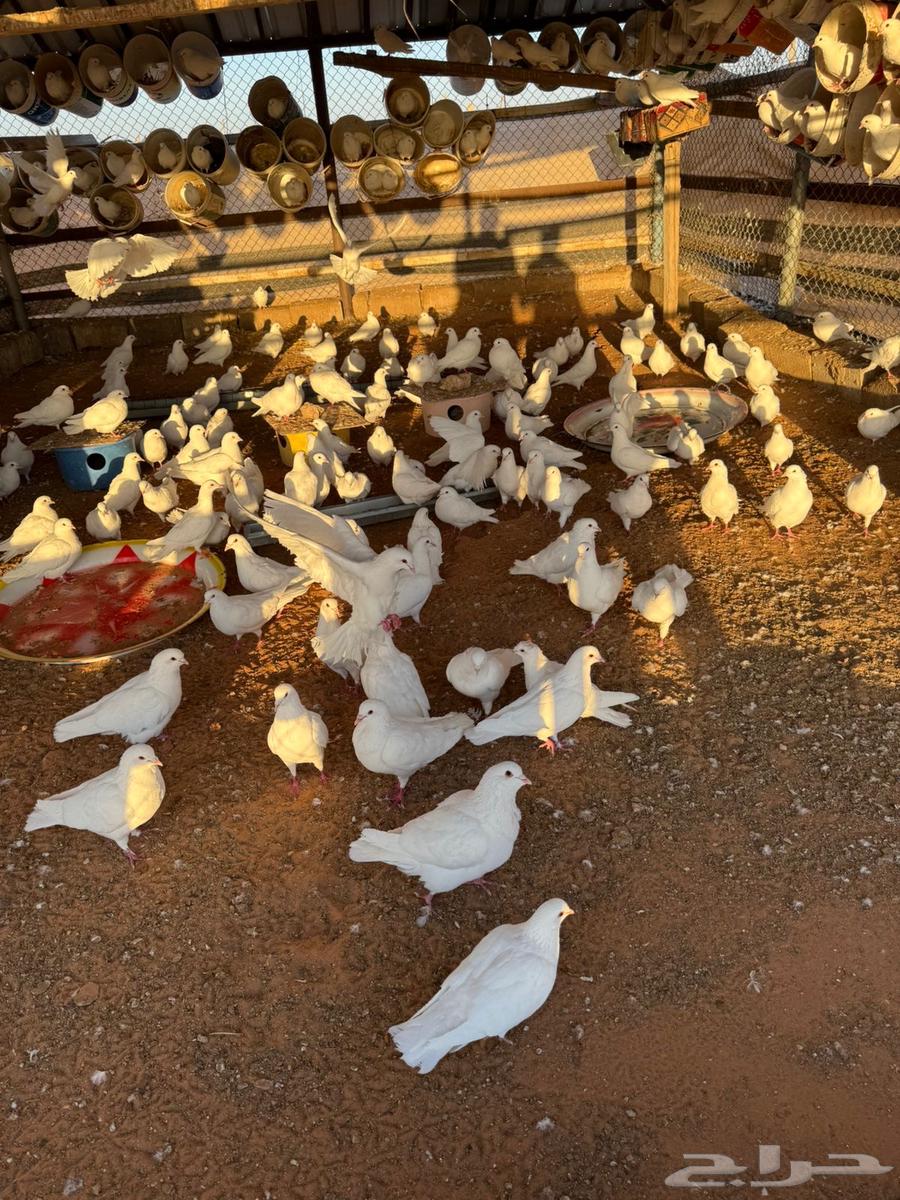 For sale: a pigeon coop with more than 150 pairs, including all its equipment.63179131506563113