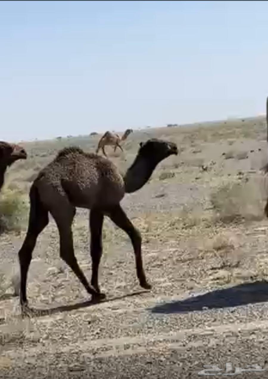For sale, a yellow she-camel with a calf behind her.63179107523586111
